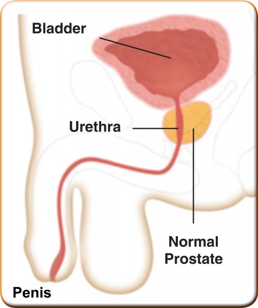 Male anatomy showing size of normal prostate.